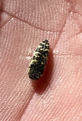 Acmaeodera decipiens