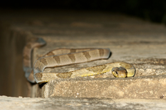 Toxicodryas blandingii