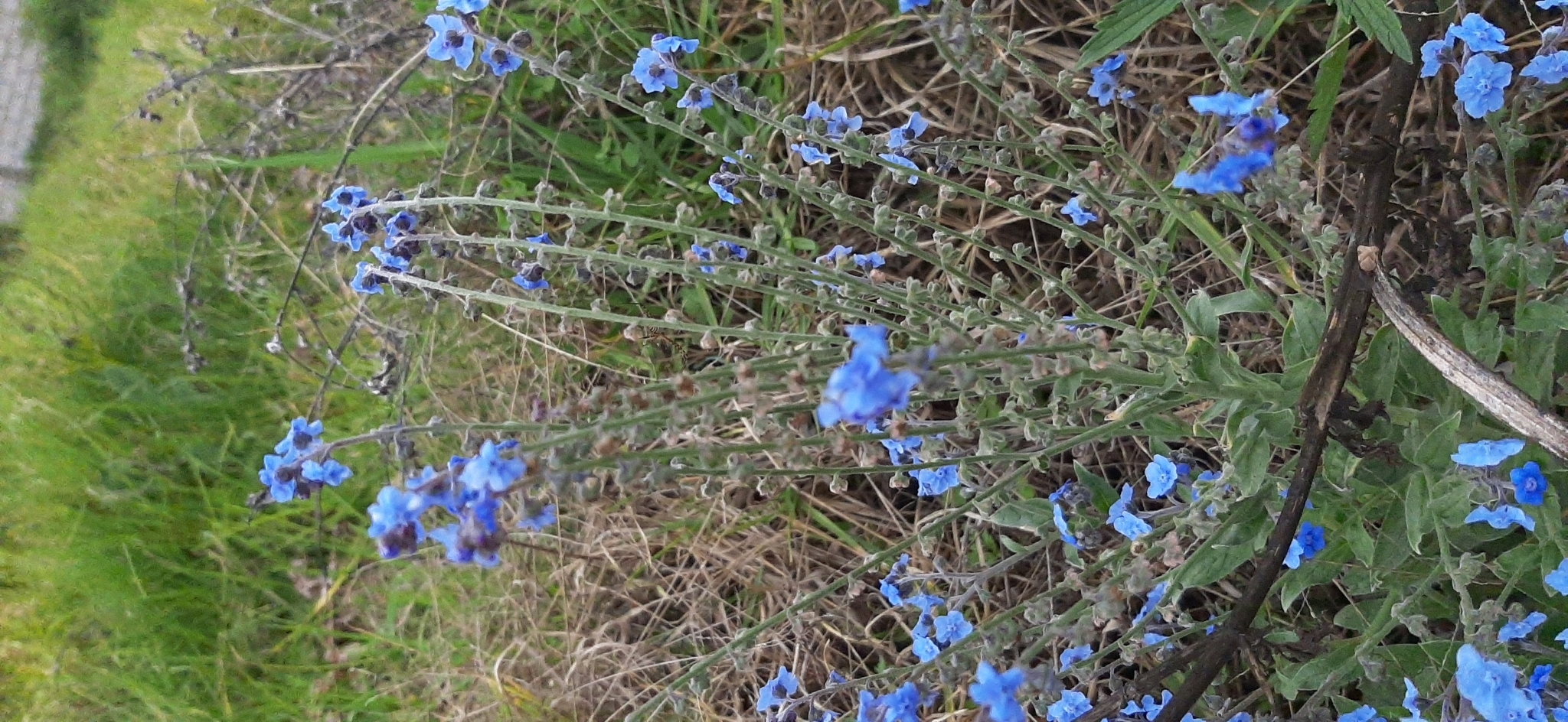 Cynoglossum image