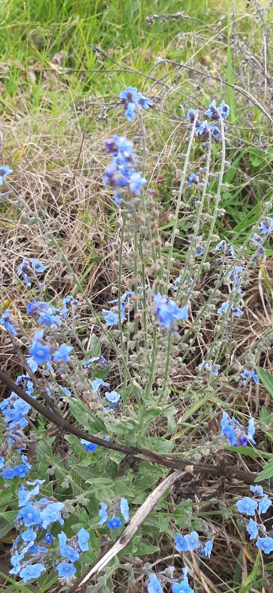 Boraginaceae image