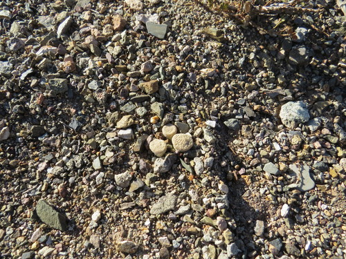 Puna clavarioides