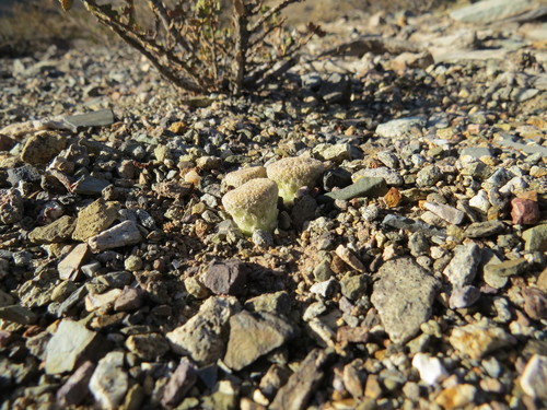 Puna clavarioides