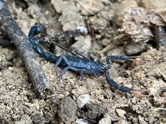 Hottentotta judaicus