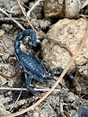 Hottentotta judaicus