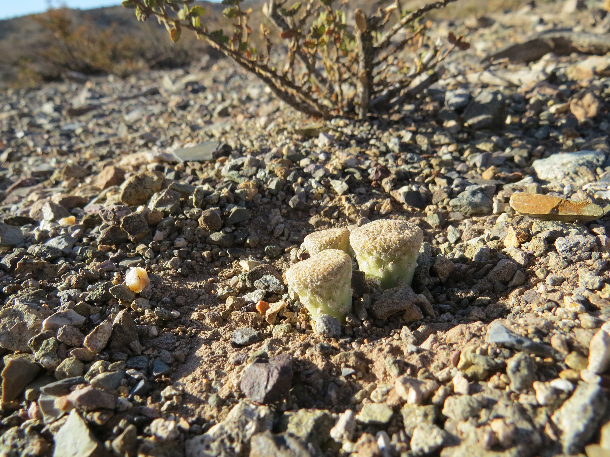 Puna clavarioides