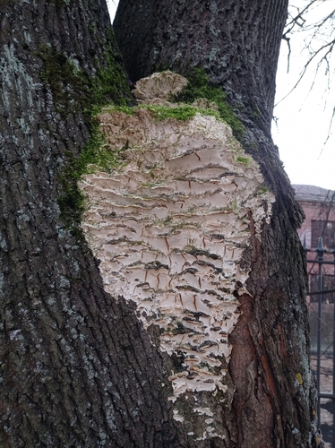 Poplar Bracket (Rigidoporus populinus)
