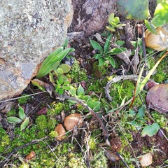 Chlorophytum crispum