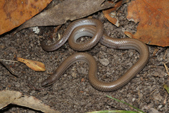 Striated Worm-Lizard photo 5