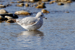 Larus delawarensis