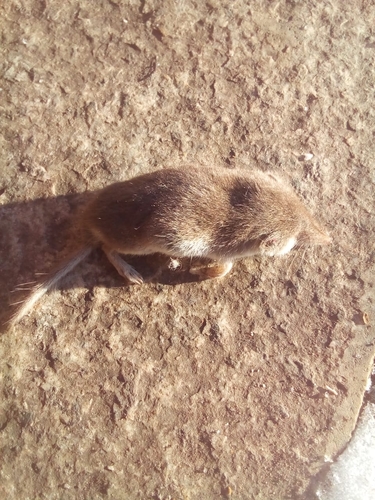 Lesser White-toothed Shrew
