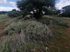 Magnoliopsida