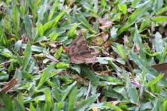 Euthalia aconthea gurda