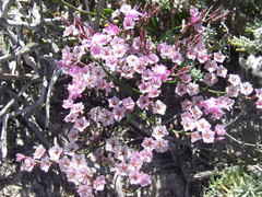 Limonium purpuratum