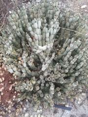 Tephrocactus articulatus