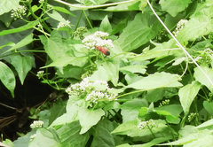 Dindymus sanguineus