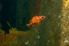 Acadian Redfish photo 3