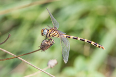 Phyllogomphoides stigmatus