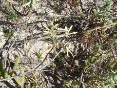Pelargonium sabulosum