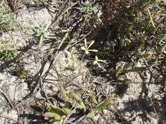 Pelargonium sabulosum