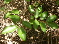 Xylocarpus moluccensis