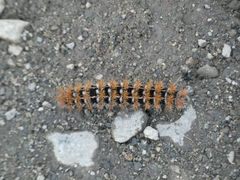 Ormiscodes cinnamomea