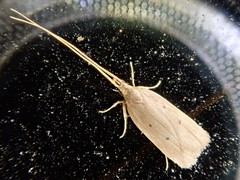 Lecithocera tridentata