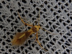 Stathmopoda fusciumeraris