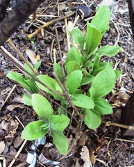Silene baccifera