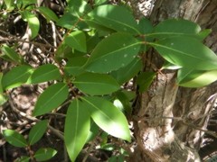 Xylocarpus moluccensis