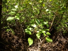 Xylocarpus moluccensis