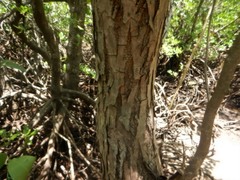 Xylocarpus moluccensis