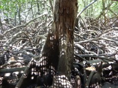 Xylocarpus moluccensis