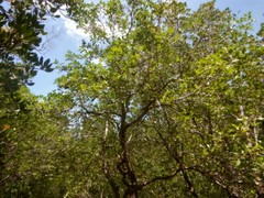 Xylocarpus moluccensis