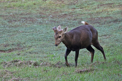 Axis porcinus porcinus
