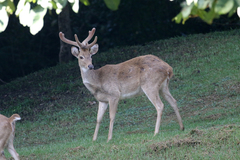Rucervus eldii