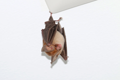 Hipposideros cineraceus