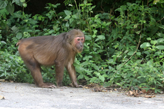 Macaca arctoides