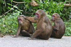 Macaca arctoides