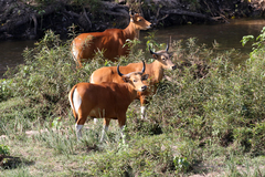 Bos javanicus birmanicus