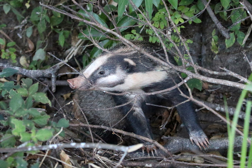 Greater Hog Badger In November 2020 By Charley Hesse · INaturalist