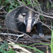 Hog Badgers - Photo (c) Charley Hesse, some rights reserved (CC BY-NC), uploaded by Charley Hesse