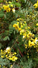 Senna polyantha
