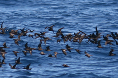 Hydrobates microsoma
