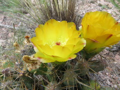 Maihueniopsis ovata