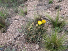 Maihueniopsis ovata