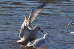 Larus argentatus