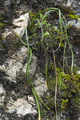 Muscari dolichanthum