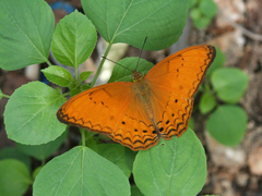 Cirrochroa tyche mithila