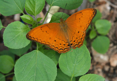 Cirrochroa tyche mithila