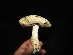 Leccinum percandidum
